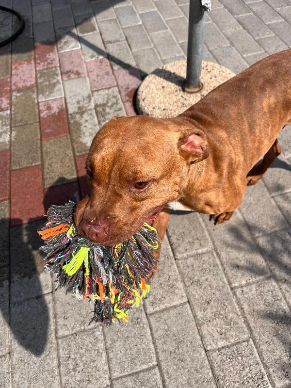 ALMA BELLISSIMA PIT Foto 5